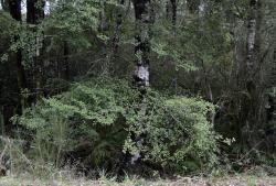 Image: K.A. Ford © Landcare Research 2015 